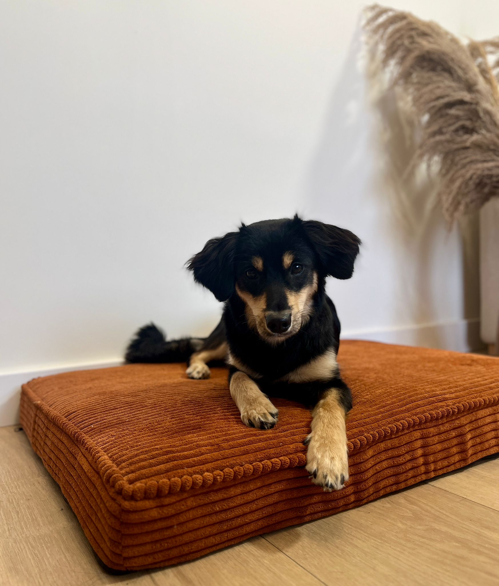 Kratzfester Stoff für Haustiermöbel mit einfacher Reinigung